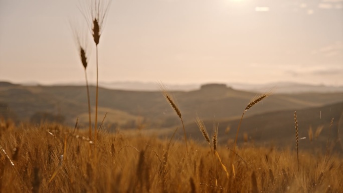 风景如画的雨滴落在金色的小麦作物，托斯卡纳