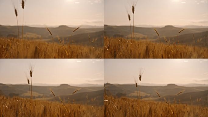 风景如画的雨滴落在金色的小麦作物，托斯卡纳