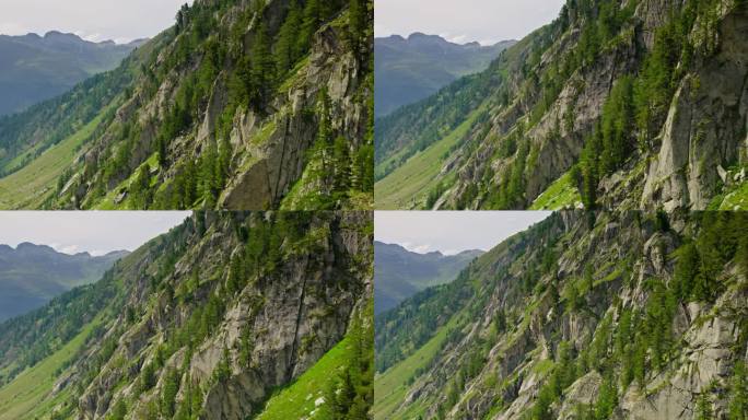 在瑞士阿尔卑斯山，树木依附在岩石悬崖上
