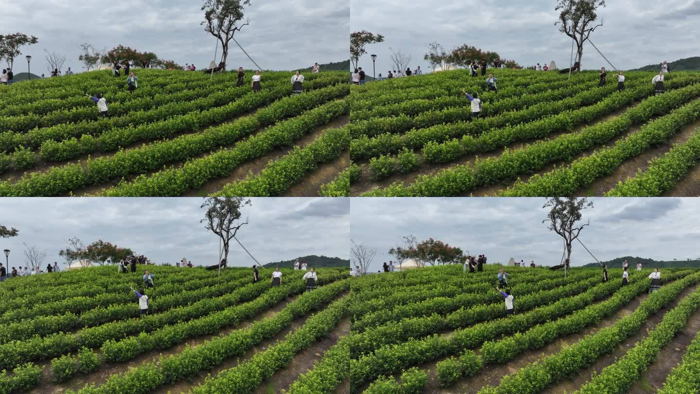 航拍浙江安吉茶山