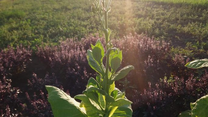 在夕阳的背光下，带着花和叶的烟草茎
