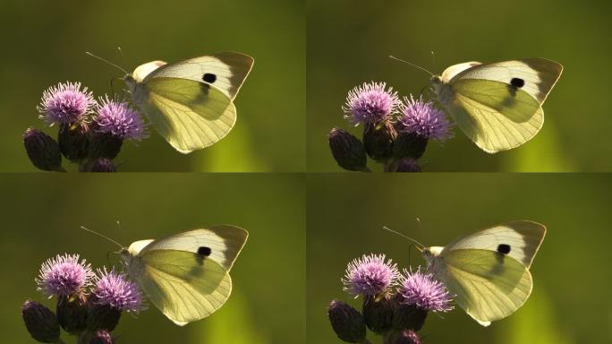 大白菜白蝶，也叫白菜白蝶，白菜白蛾在一朵花上觅食