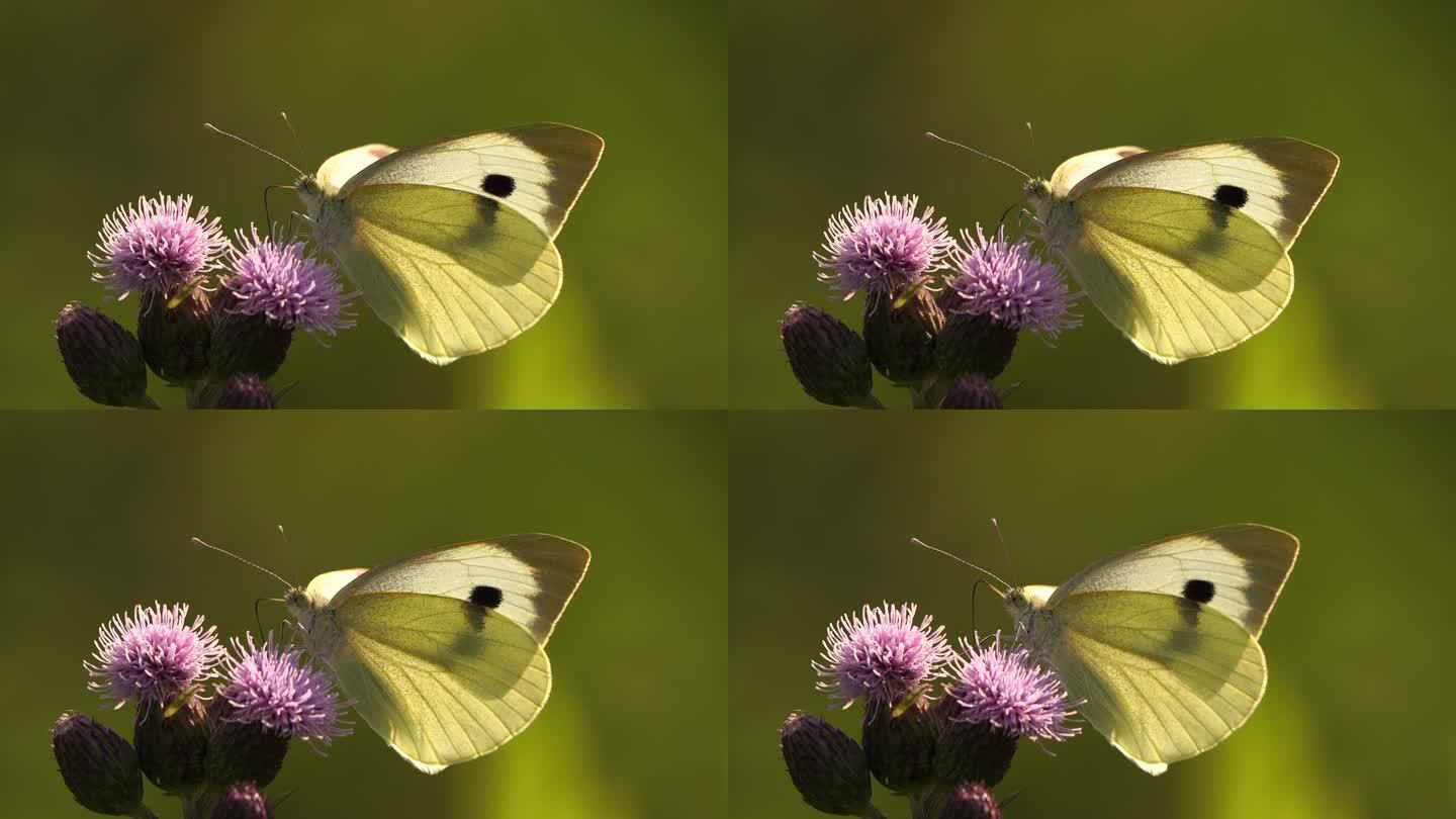 大白菜白蝶，也叫白菜白蝶，白菜白蛾在一朵花上觅食