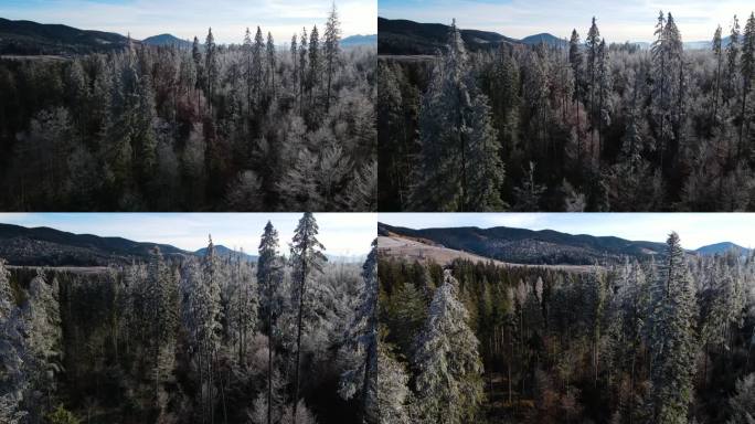 冬季森林自然白雪覆盖的冬季树木高山景观清晨日出假日旅游霜冻的树顶鲜艳的色彩空中4k