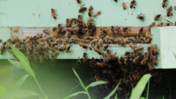 养蜂，弗吉尼亚养殖