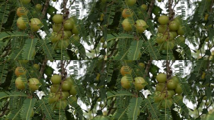 树上的Amla果实。醋栗果实的特写。世界上维生素和矿物质丰富的水果