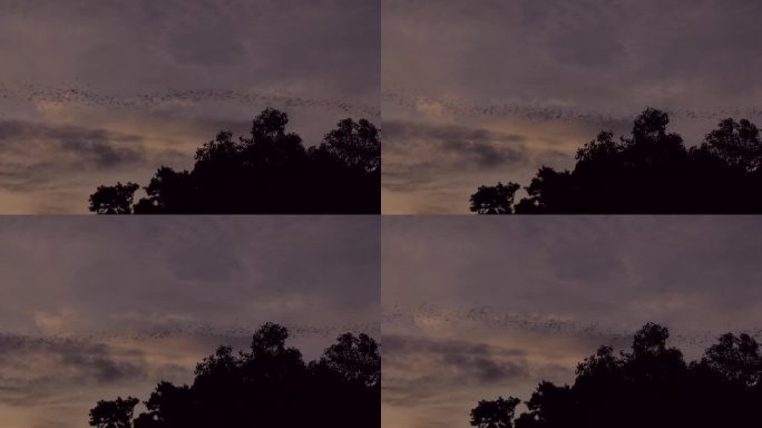 蝙蝠从洞穴飞向天空。
