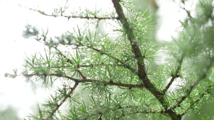 雨后阳光松枝