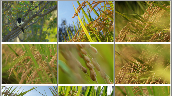 水稻 稻田 水稻丰收 农业