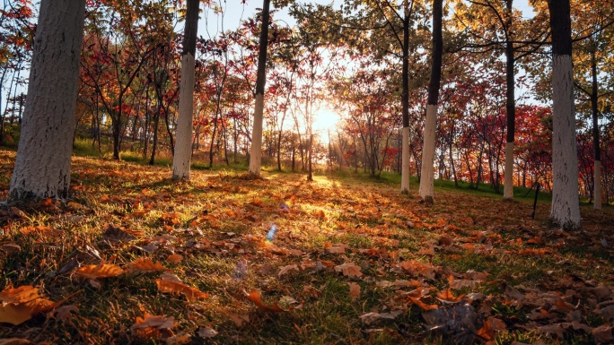 秋天树林落叶光影延时
