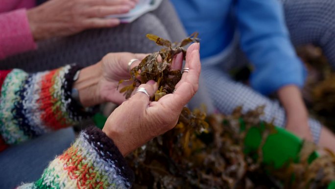 筛选海藻观察水藻生态