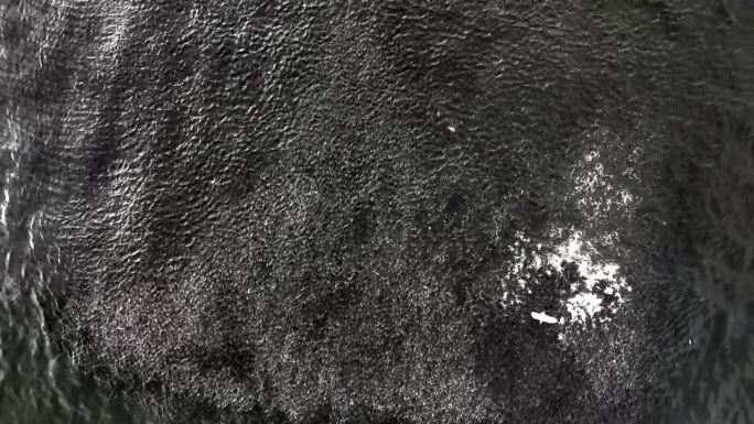在纽约洛克威海滩附近的大西洋水域，俯瞰一大群鱼。当鱼儿游来游去，一只海鸥飞过时，相机向下倾斜，保持静