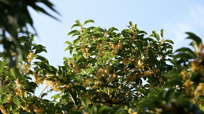 阳光下的桂花-南通普贤禅寺