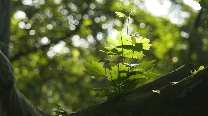 梧桐树嫩芽嫩叶