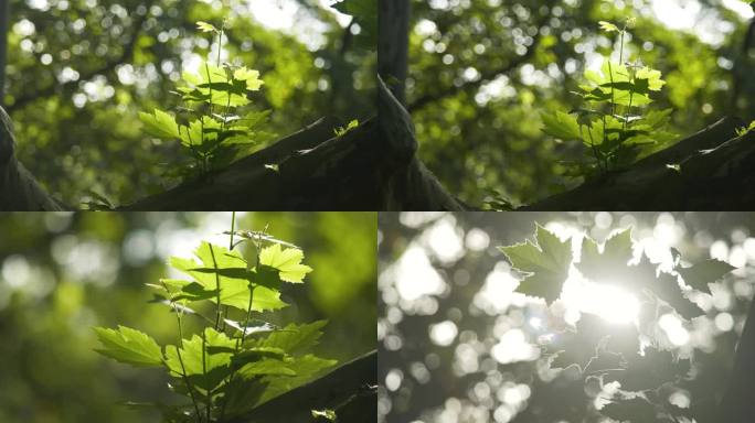梧桐树嫩芽嫩叶