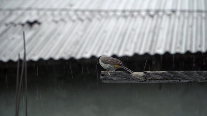 一只麻雀在雨中在房子的木头上玩耍的4k视频