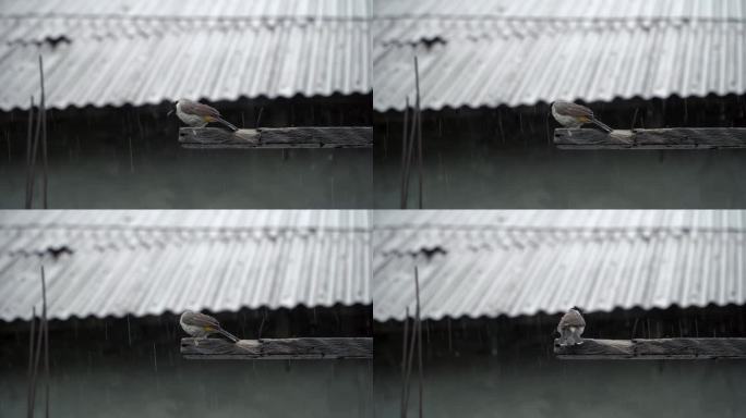 一只麻雀在雨中在房子的木头上玩耍的4k视频