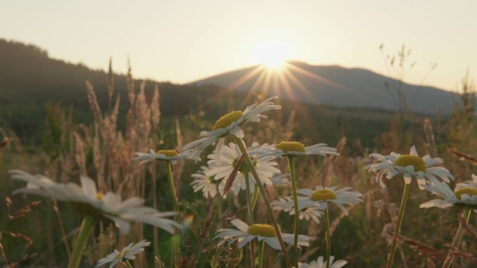 雏菊是美丽的野花，在山上，在日落时，在山上。山脚下田野里的药用植物。生态洁净区