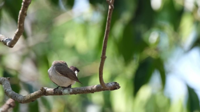 在泰国考艾国家公园内，一只小小的红喉捕蝇虫正栖息在一棵小树枝上忙着梳妆打扮。