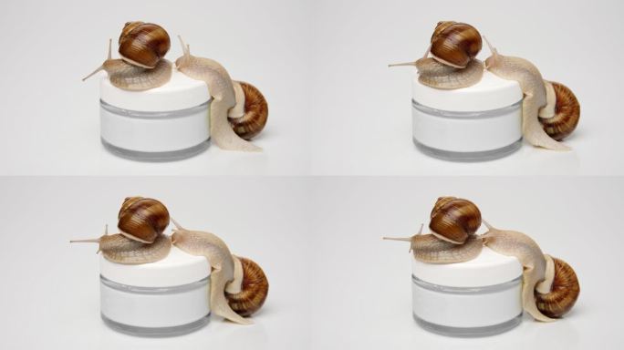 一罐化妆霜上有两只蜗牛。爬到罐子上，靠近。
