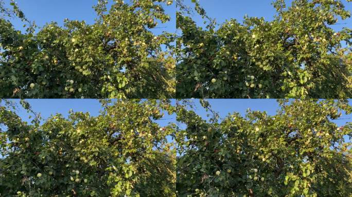 在花园里的苹果树上收获成熟多汁的苹果