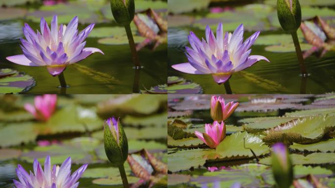 池塘里的一朵莲花