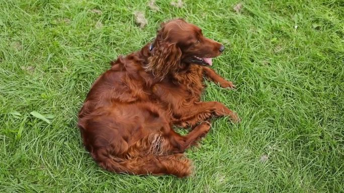 快乐的爱尔兰塞特狗小狗在草地上喘气。徒步旅行，带宠物散步，户外夏天。