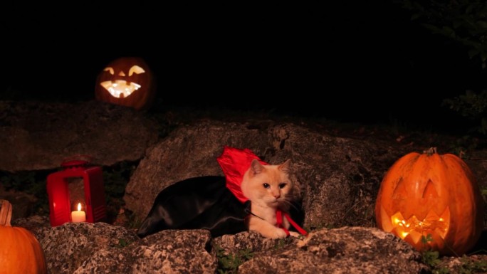 万圣节主题，在黑暗中发光的南瓜和一只穿着吸血鬼服装的猫