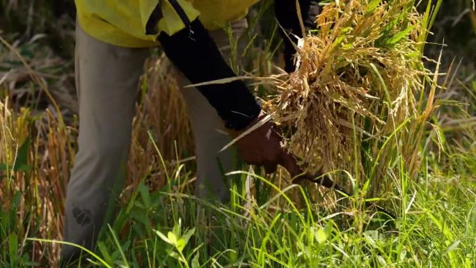 熟练的农民用镰刀收割水稻，轻松地收集最后一捆