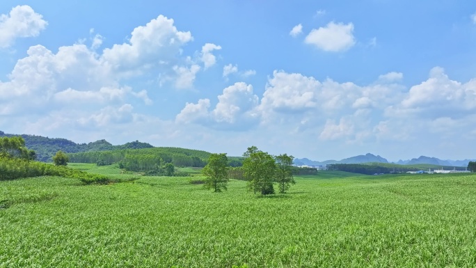 航拍乡村振兴甘蔗种植园木棉树