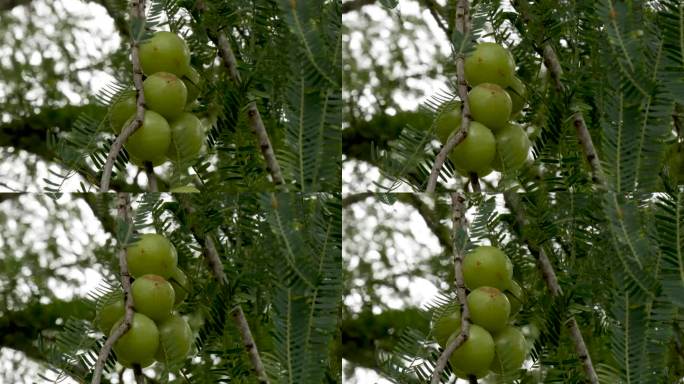 一串挂在树上的印度醋栗果实，富含维生素c