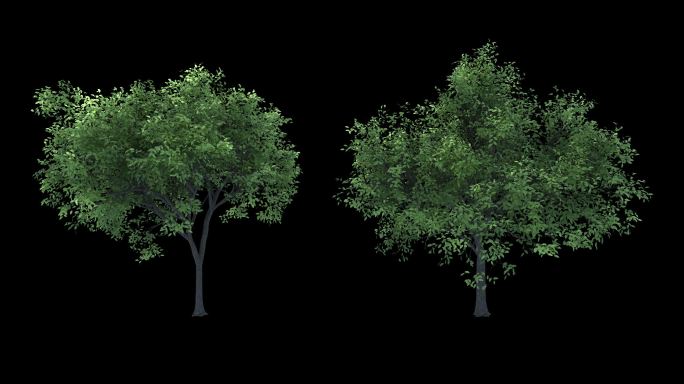 动态树 动态植物合集 带透明通道