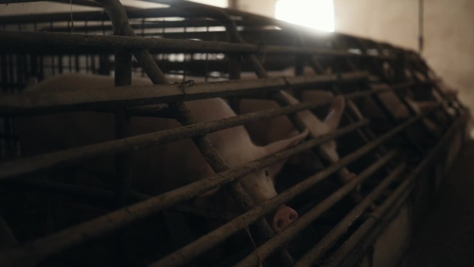 SLO - MO猪在猪场小型金属围栏排饲养