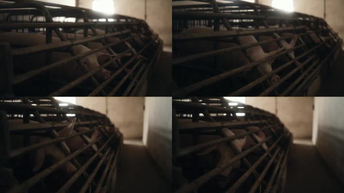 SLO - MO猪在猪场小型金属围栏排饲养