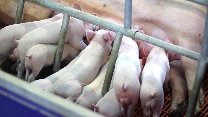 猪场里，刚出生的小猪正在吃猪妈妈的奶