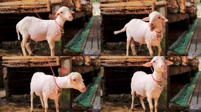 印度尼西亚农村，剪完毛的绵羊在传统的木圈里洗完澡。羊被拴起来，看起来很健康
