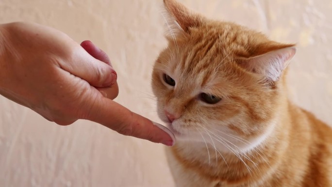 姜黄色的猫在舔一个年轻女人的手指上的酸奶油。主人用手指喂猫酸奶。猫用手指舔牛奶酸奶