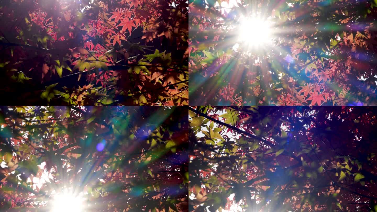 太阳从秋叶枝干缝隙中窥视的倾斜视频。