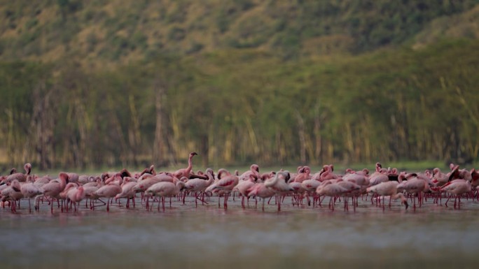 非洲肯尼亚纳库鲁湖上涉水的火烈鸟慢动作