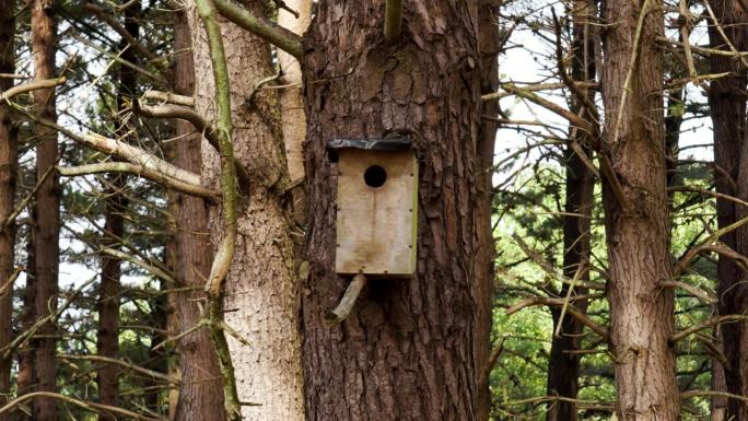 在野生森林的松树上自制的木制旧鸟舍