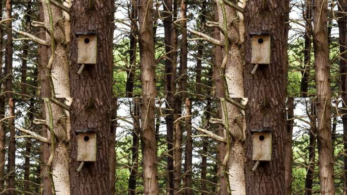 在野生森林的松树上自制的木制旧鸟舍