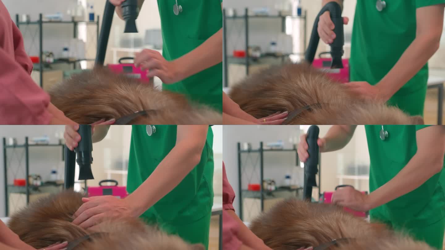美容师在清洗狗毛时向狗毛上吹气