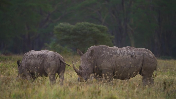 黑犀牛或钩唇犀牛，原产于非洲东部和南部，在纳库鲁湖的草原上吃草