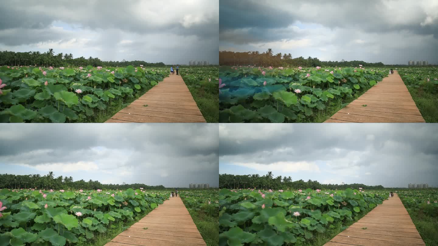 龙寿洋荷塘栈道