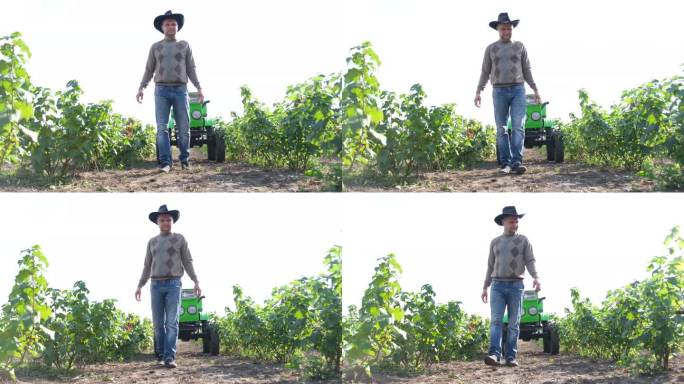 一位年轻的美国农民视察新葡萄园的种植园。葡萄园种植