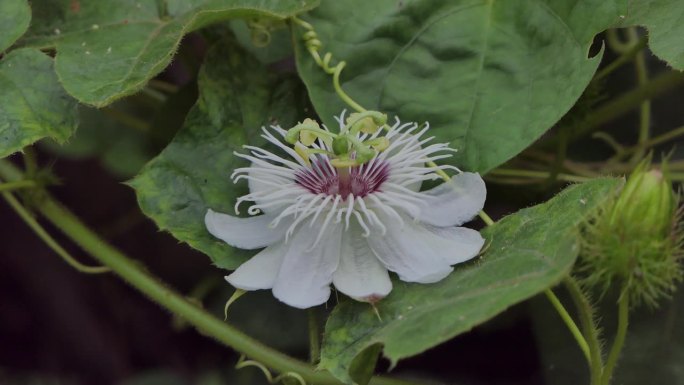 有机园艺中臭西番莲的白花。