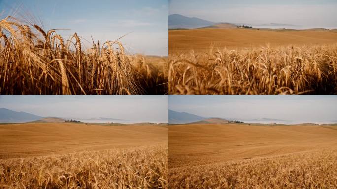 在阳光明媚，宁静的夏日乡村，托斯卡纳，用平底锅煎金黄色的小麦