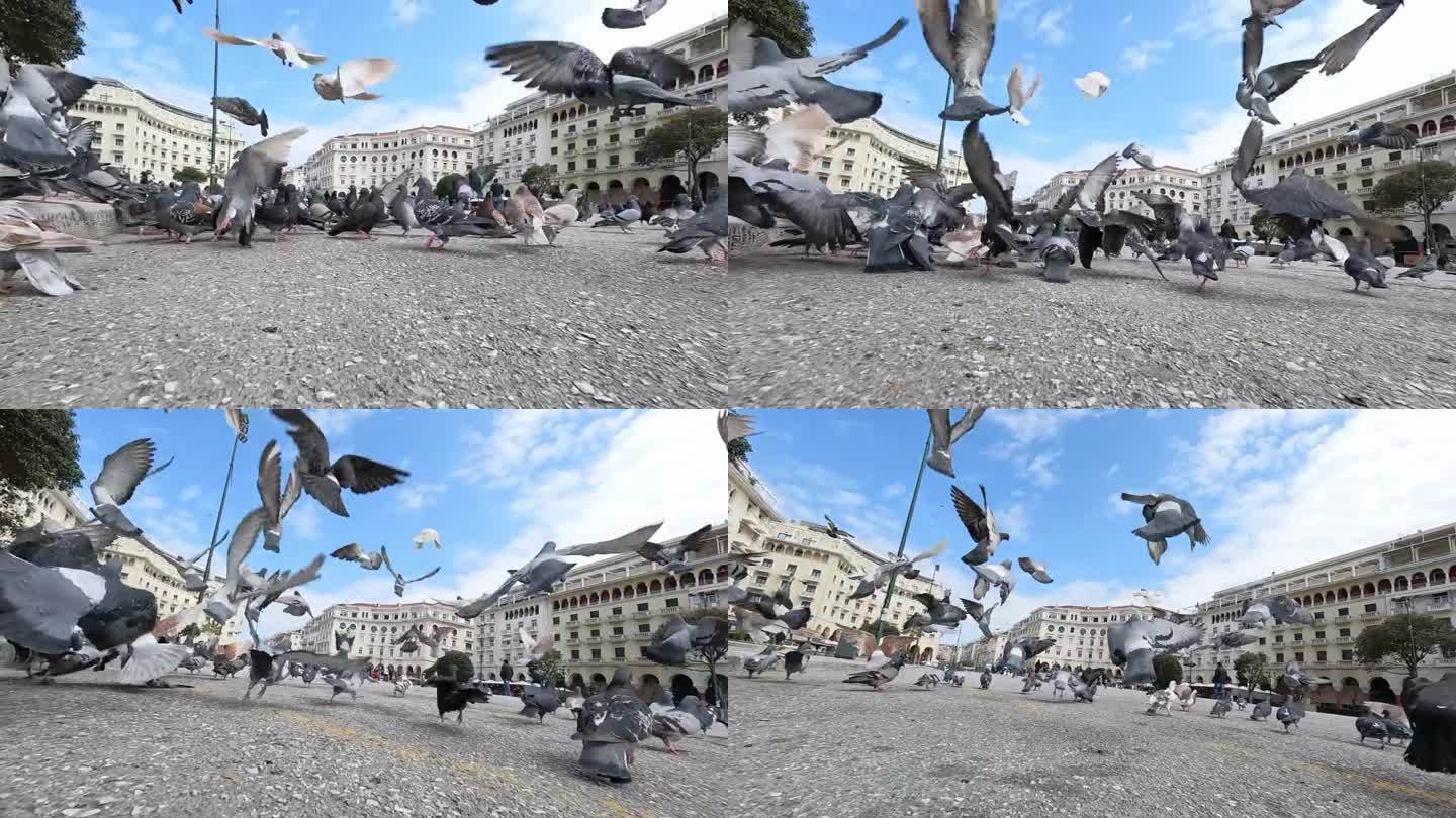 塞萨洛尼基亚里士多德广场上的鸽子