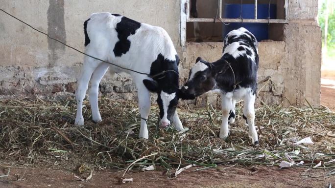 在越南林东Don Duong，人们把刚出生的小牛当作奶牛的小牛来饲养