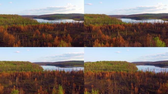 大规模野火破坏了魁北克的自然栖息地